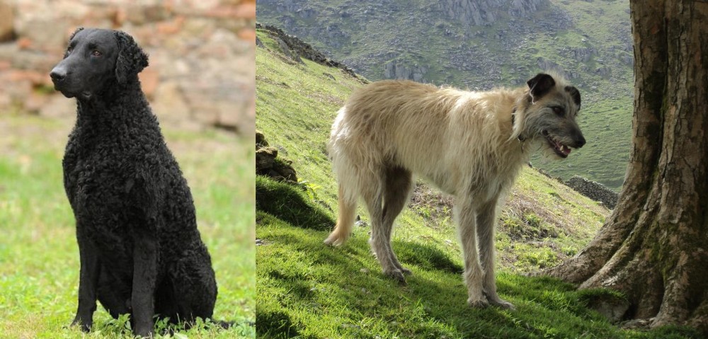 Lurcher vs Curly Coated Retriever - Breed Comparison