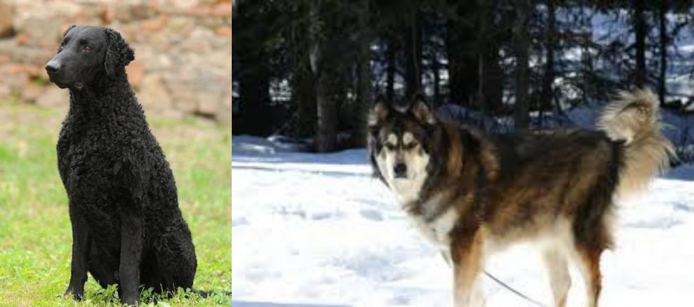 Mackenzie River Husky vs Curly Coated Retriever - Breed Comparison