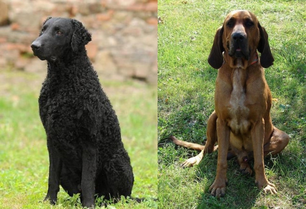Majestic Tree Hound vs Curly Coated Retriever - Breed Comparison