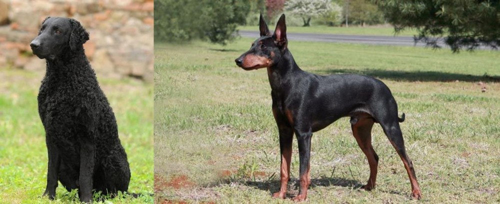 Manchester Terrier vs Curly Coated Retriever - Breed Comparison