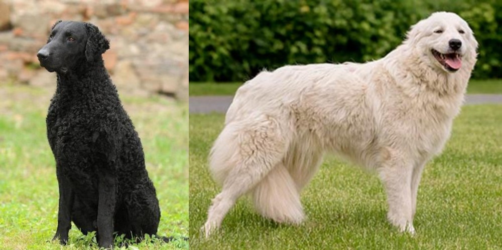 Maremma Sheepdog vs Curly Coated Retriever - Breed Comparison