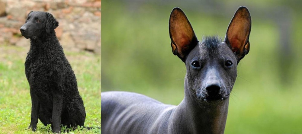Mexican Hairless vs Curly Coated Retriever - Breed Comparison