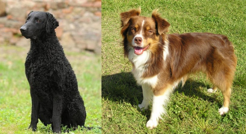 Miniature Australian Shepherd vs Curly Coated Retriever - Breed Comparison
