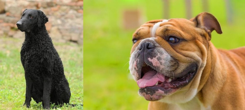 Miniature English Bulldog vs Curly Coated Retriever - Breed Comparison
