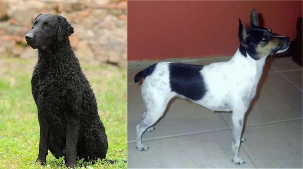 Miniature Fox Terrier vs Curly Coated Retriever - Breed Comparison