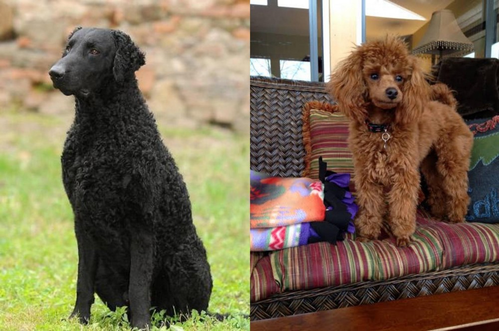 Miniature Poodle vs Curly Coated Retriever - Breed Comparison