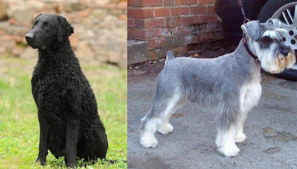 Miniature Schnauzer vs Curly Coated Retriever - Breed Comparison