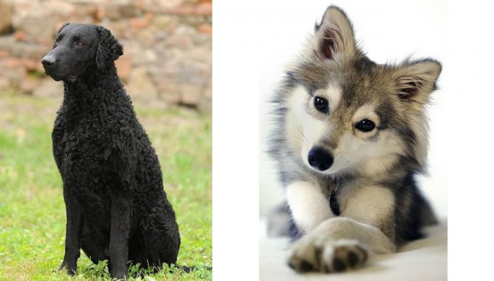 Miniature Siberian Husky vs Curly Coated Retriever - Breed Comparison