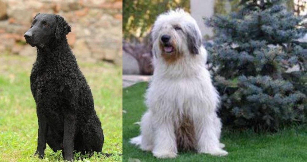 Mioritic Sheepdog vs Curly Coated Retriever - Breed Comparison