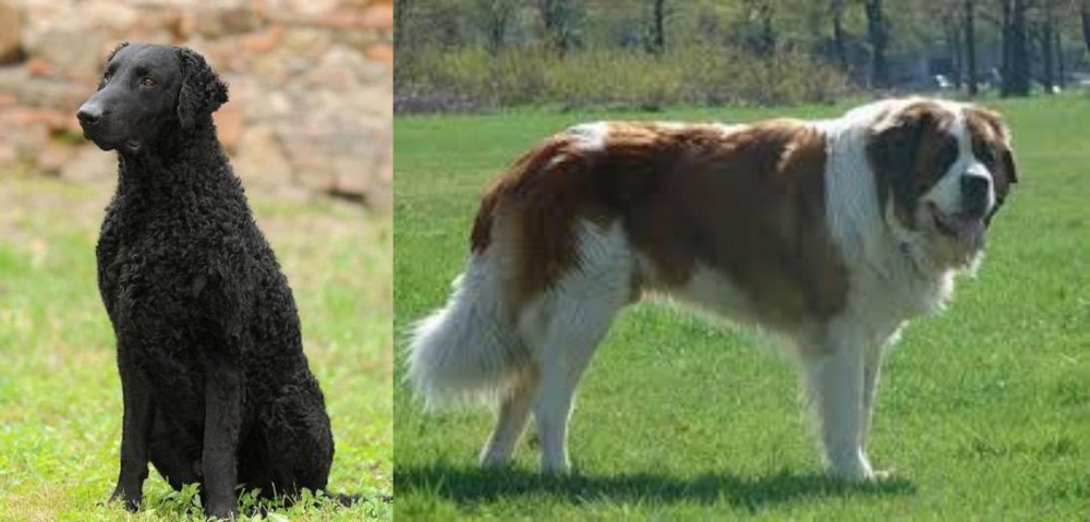 Moscow Watchdog vs Curly Coated Retriever - Breed Comparison