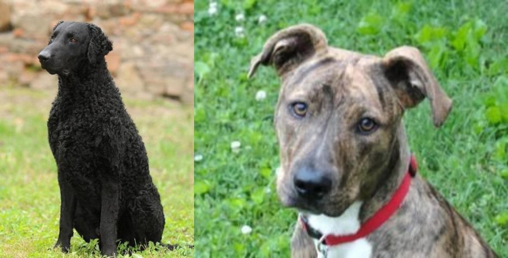 Mountain Cur vs Curly Coated Retriever - Breed Comparison