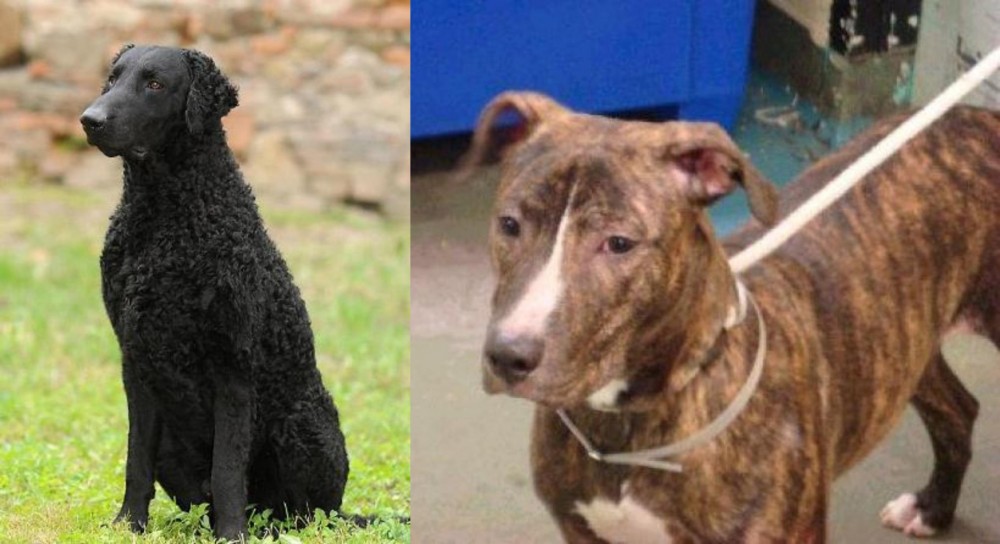 Mountain View Cur vs Curly Coated Retriever - Breed Comparison