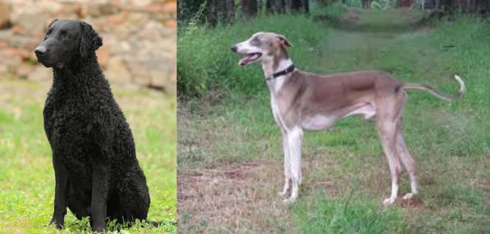 Mudhol Hound vs Curly Coated Retriever - Breed Comparison