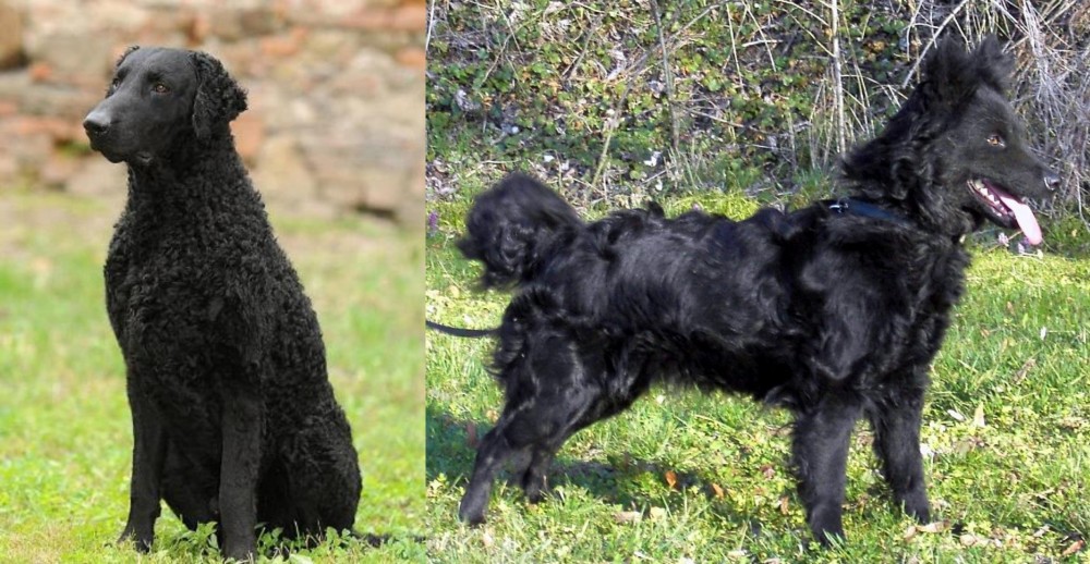 Mudi vs Curly Coated Retriever - Breed Comparison