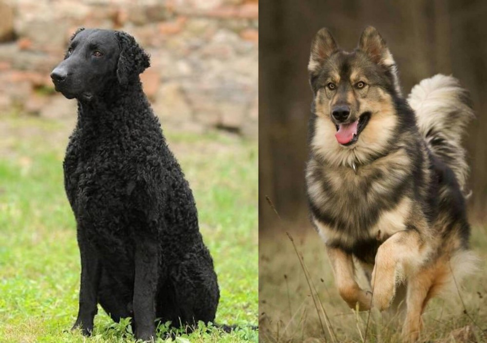 Native American Indian Dog vs Curly Coated Retriever - Breed Comparison
