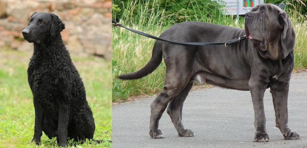 Neapolitan Mastiff vs Curly Coated Retriever - Breed Comparison