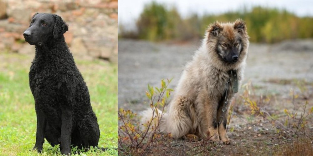 Nenets Herding Laika vs Curly Coated Retriever - Breed Comparison