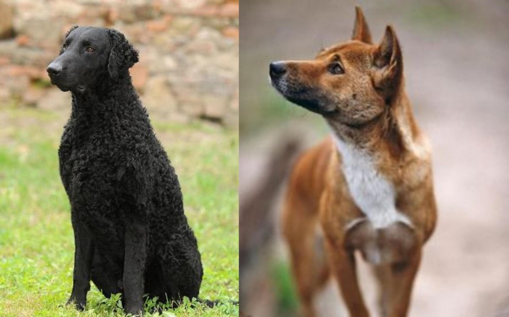 New Guinea Singing Dog vs Curly Coated Retriever - Breed Comparison