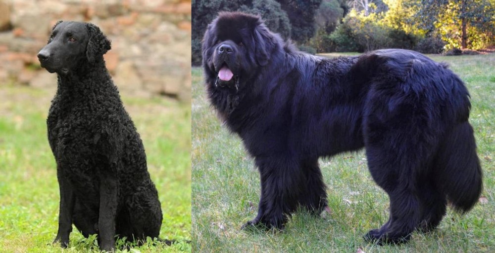 Newfoundland Dog vs Curly Coated Retriever - Breed Comparison