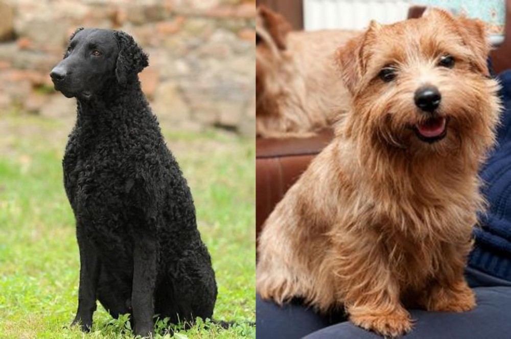 Norfolk Terrier vs Curly Coated Retriever - Breed Comparison