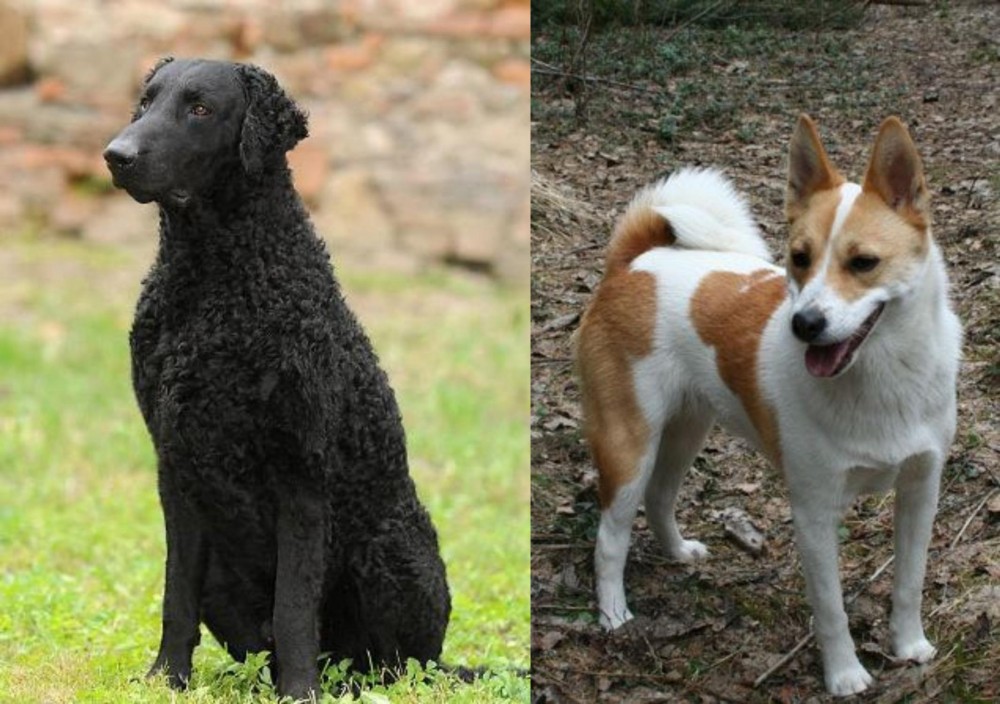 Norrbottenspets vs Curly Coated Retriever - Breed Comparison