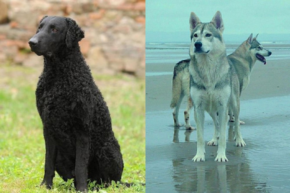 Northern Inuit Dog vs Curly Coated Retriever - Breed Comparison