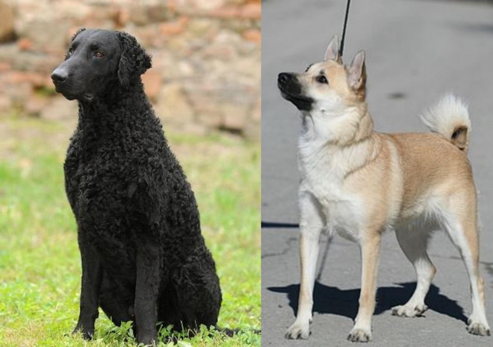 Norwegian Buhund vs Curly Coated Retriever - Breed Comparison