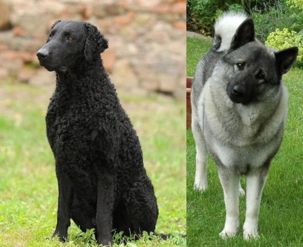 Norwegian Elkhound vs Curly Coated Retriever - Breed Comparison