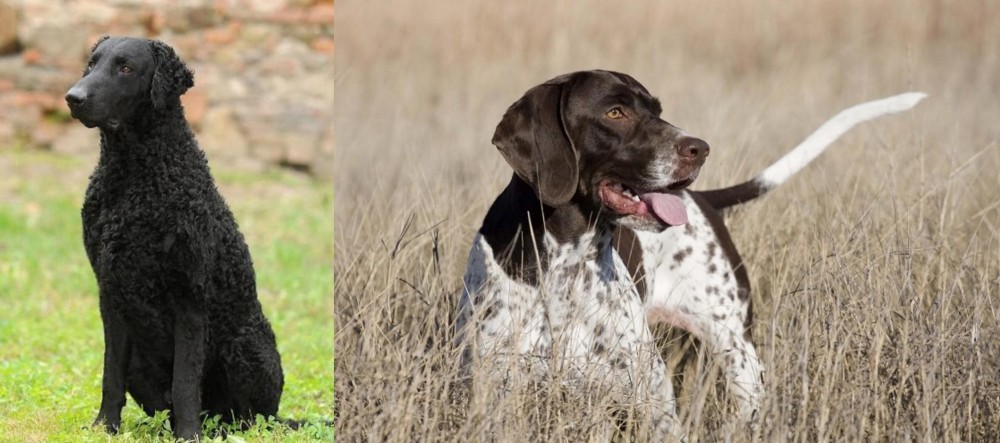 Old Danish Pointer vs Curly Coated Retriever - Breed Comparison