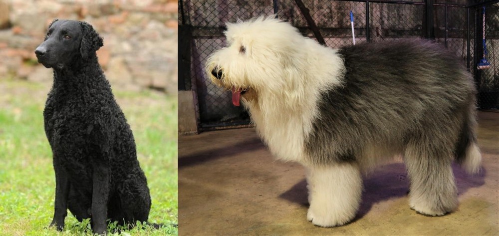 Old English Sheepdog vs Curly Coated Retriever - Breed Comparison