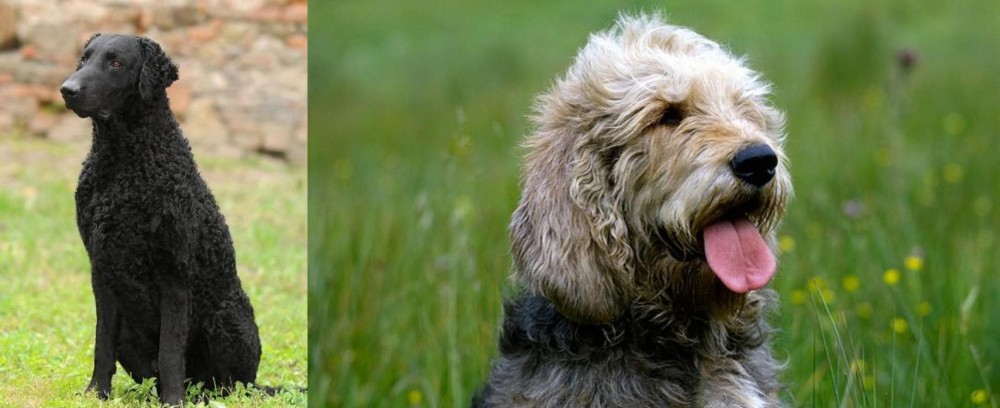Otterhound vs Curly Coated Retriever - Breed Comparison