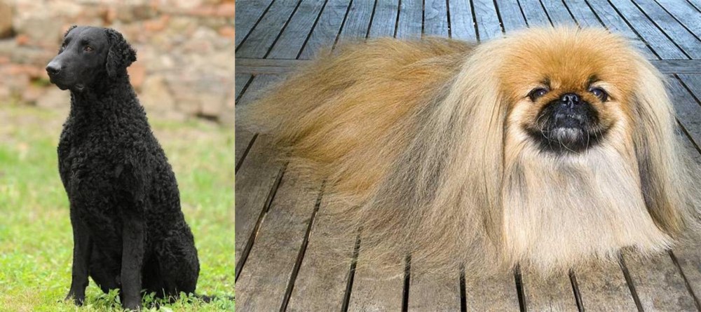 Pekingese vs Curly Coated Retriever - Breed Comparison