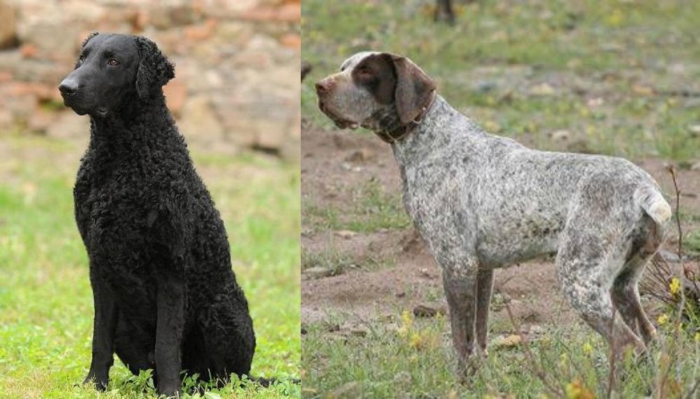 Perdiguero de Burgos vs Curly Coated Retriever - Breed Comparison
