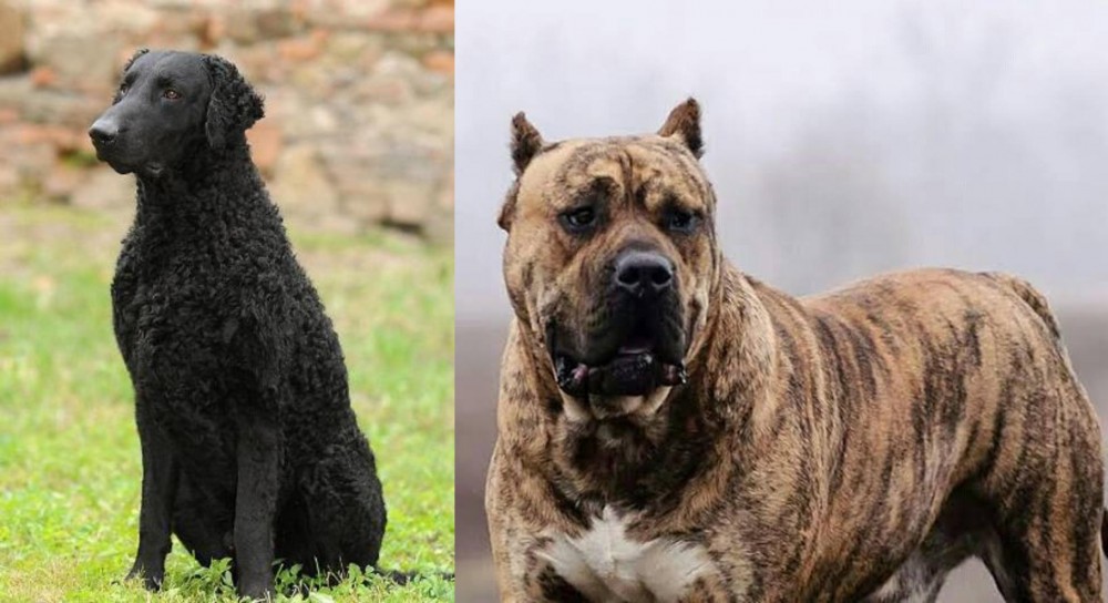 Perro de Presa Canario vs Curly Coated Retriever - Breed Comparison