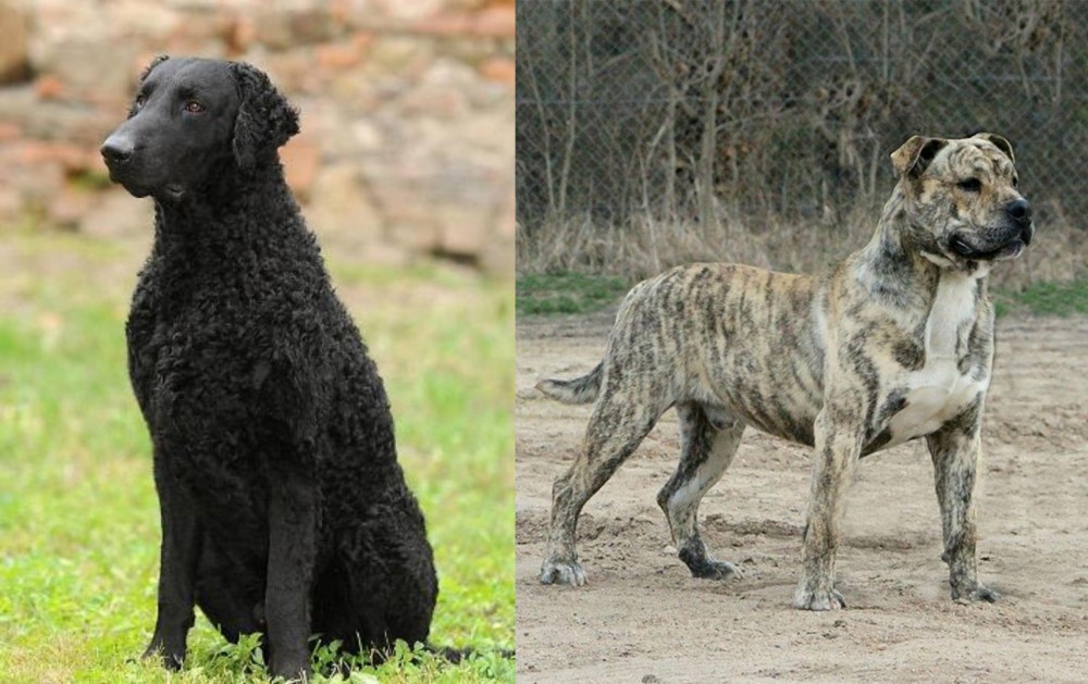 Perro de Presa Mallorquin vs Curly Coated Retriever - Breed Comparison
