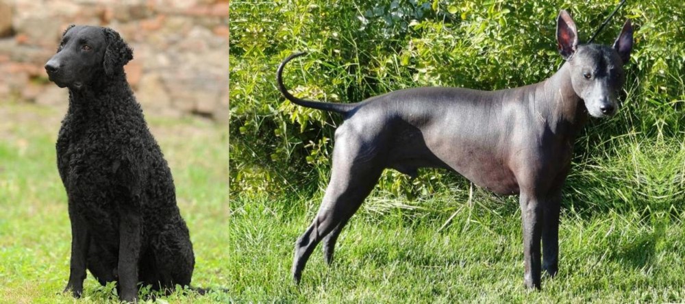 Peruvian Hairless vs Curly Coated Retriever - Breed Comparison