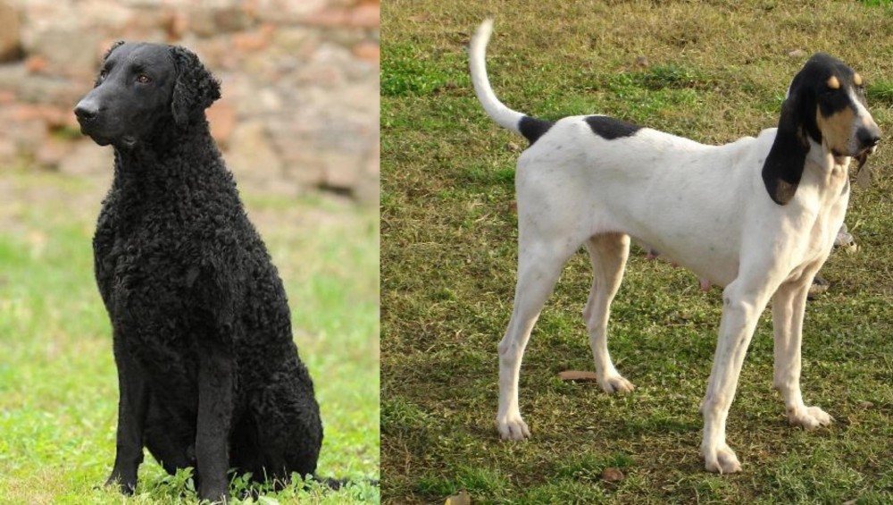 Petit Gascon Saintongeois vs Curly Coated Retriever - Breed Comparison