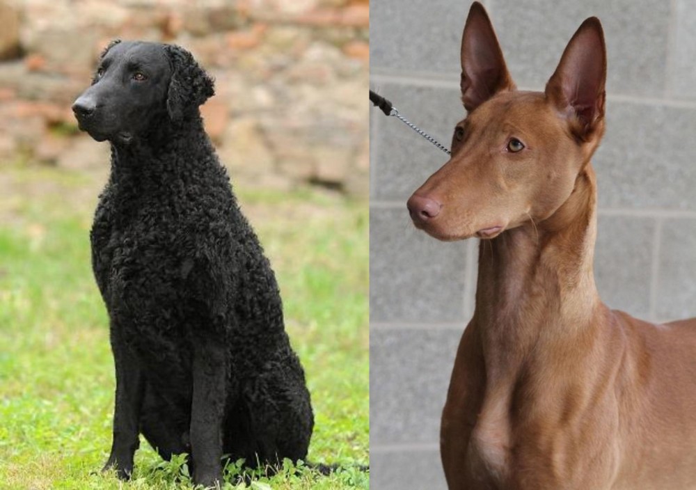 Pharaoh Hound vs Curly Coated Retriever - Breed Comparison