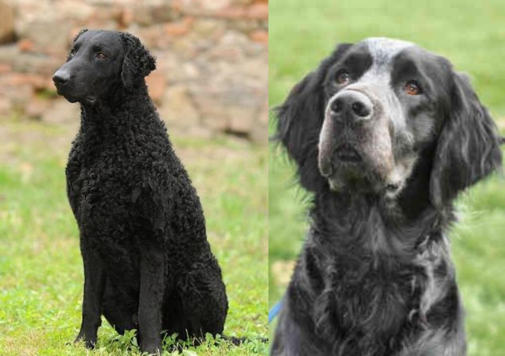 Picardy Spaniel vs Curly Coated Retriever - Breed Comparison