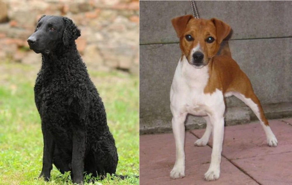 Plummer Terrier vs Curly Coated Retriever - Breed Comparison