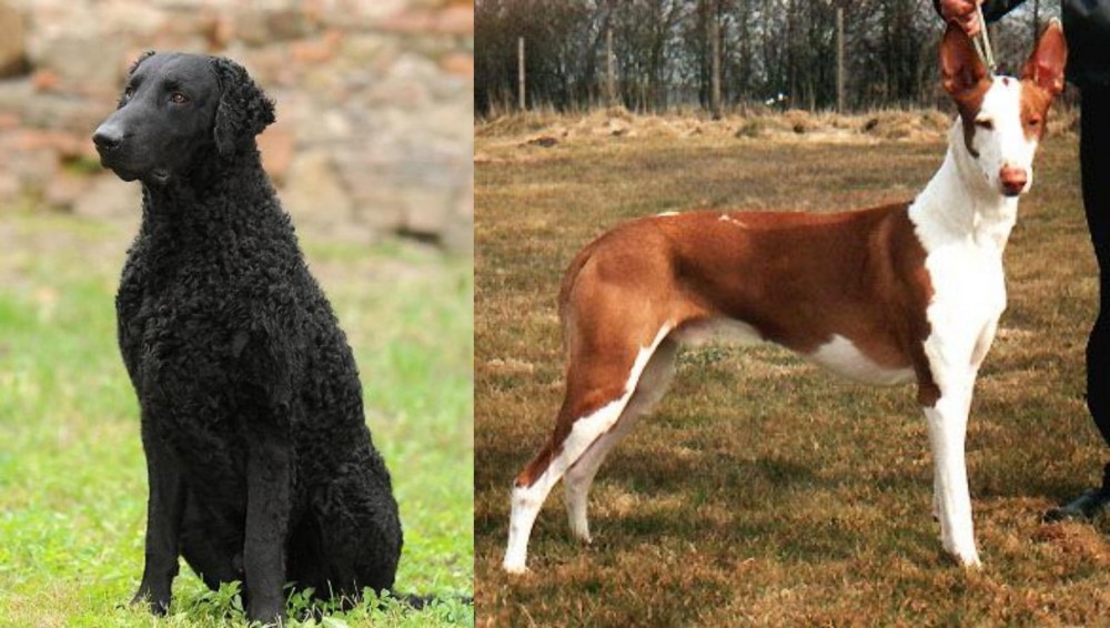 Podenco Canario vs Curly Coated Retriever - Breed Comparison