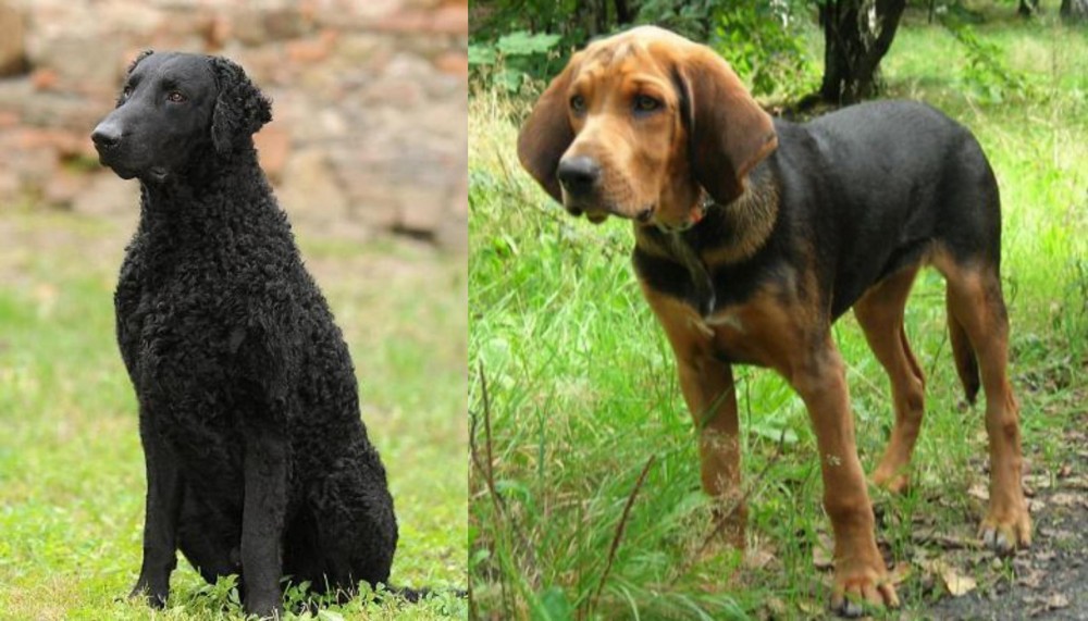 Polish Hound vs Curly Coated Retriever - Breed Comparison