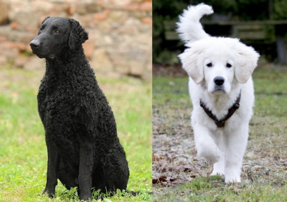 Polish Tatra Sheepdog vs Curly Coated Retriever - Breed Comparison