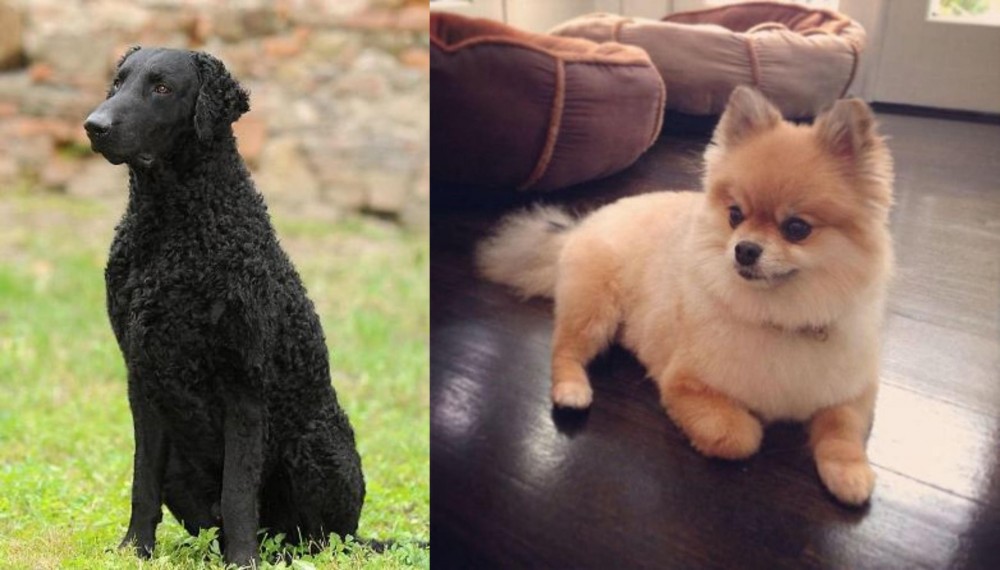 Pomeranian vs Curly Coated Retriever - Breed Comparison