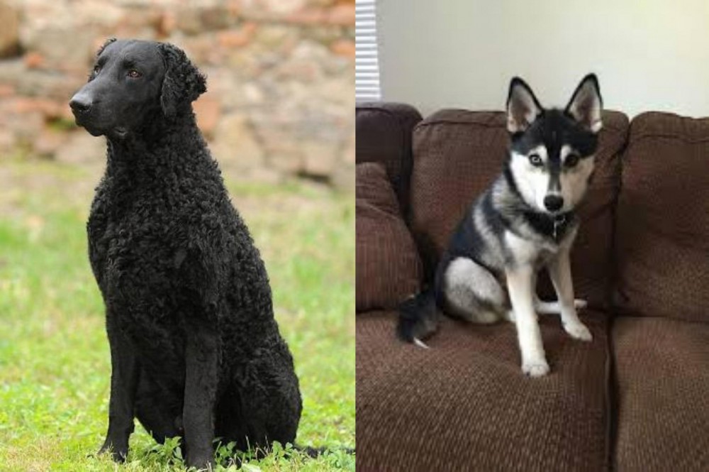 Pomsky vs Curly Coated Retriever - Breed Comparison