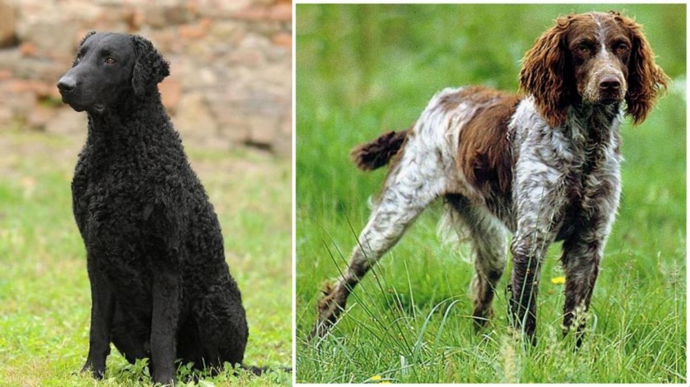 Pont-Audemer Spaniel vs Curly Coated Retriever - Breed Comparison