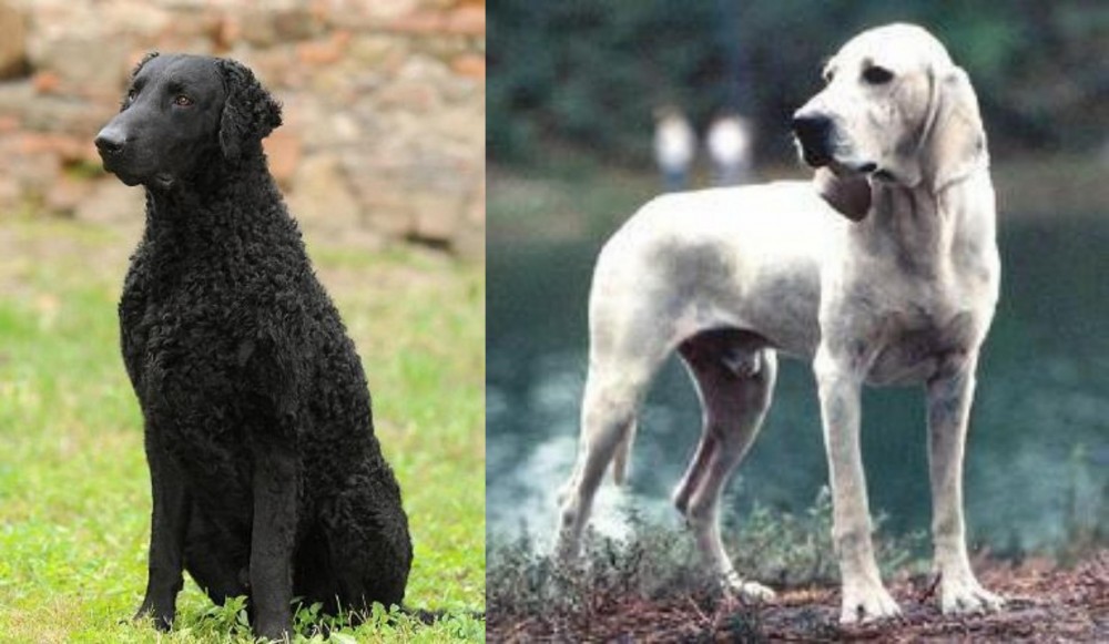Porcelaine vs Curly Coated Retriever - Breed Comparison