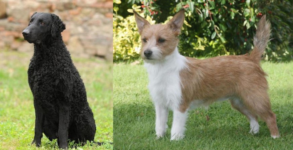 Portuguese Podengo vs Curly Coated Retriever - Breed Comparison