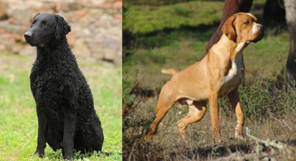 Portuguese Pointer vs Curly Coated Retriever - Breed Comparison