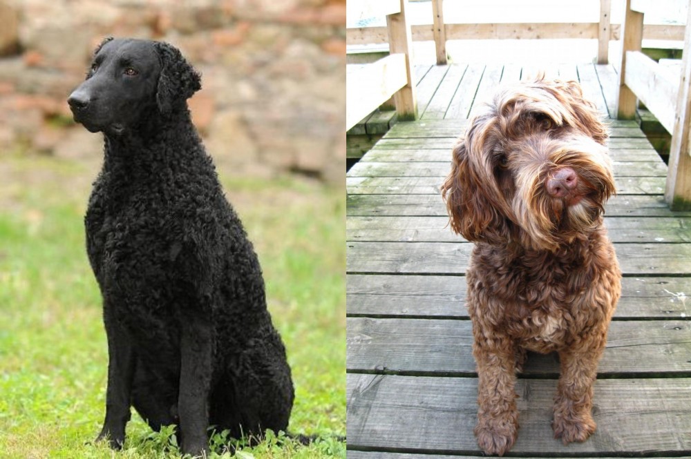 Portuguese Water Dog vs Curly Coated Retriever - Breed Comparison
